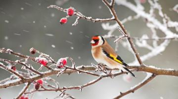 Bird Snow Animal 4k Phone iPhone Wallpaper 4410b