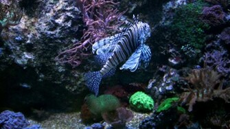 Aquatic Background By Alp Stock
