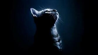 Black Cat Wallpaper For Desktop