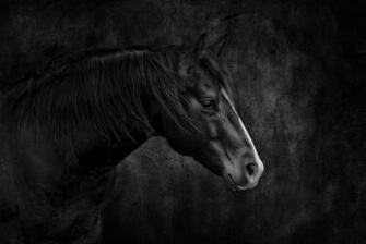 Dark Quarter Horse Stallion On Background Black And White