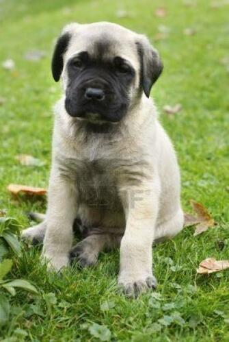 English Mastiff Puppy On The Grass Photo And Wallpaper Beautiful
