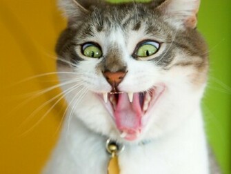 Funny Cat