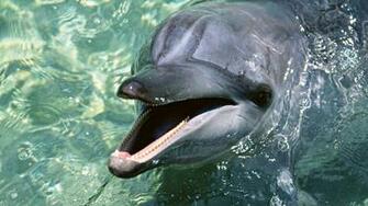 Dolphin HD Wallpaper Pixel Windows