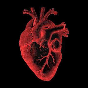 Human Heart Art Anatomical