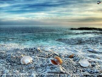 Seashells Wallpaper