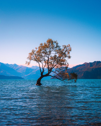 Wanaka Tree Pictures Image