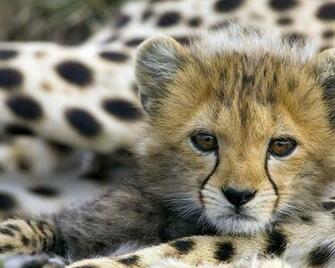 Best Leopord Wallpaper Background