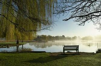 Image Bushy Park Nature Pond Parks Landscape Photography Grass Bench