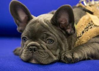French Bulldog 4k HD Wallpaper