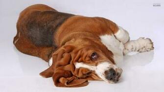 Basset Hound Wallpaper
