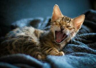 HD Cat Wallpaper Cute Photos Claw Hairy Animals Pets