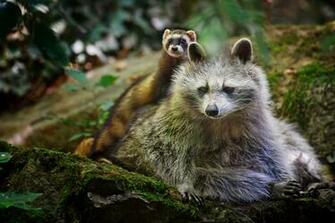 Ferret Racoon HD Wallpaper Background