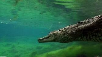 Crocodile Wallpaper