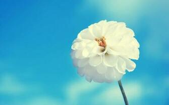HD Wallpaper Full And Widescreen