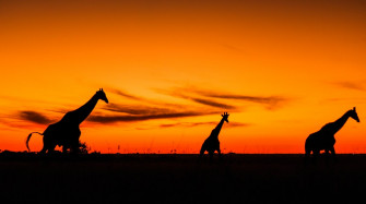 Silhouette Of People Standing On Grass Field During Sunset Photo