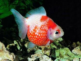 Gold Fish Wallpaper