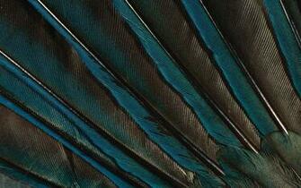 Animals Bokeh Birds Feathers Psychedelic Close Up Abstract