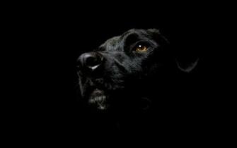 Dog Wallpaper Desktop Black