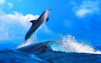 Dolphin HD Desktop Wallpaper New