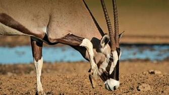 Oryx HD Wallpaper Image In Collection