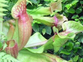 Amazon Purple Pitcher Plant Seeds Sarracenia Purpurea