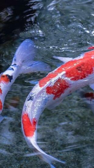 Koi Fish Wallpaper