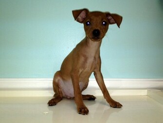 Miniature Pinscher Wallpaper Image