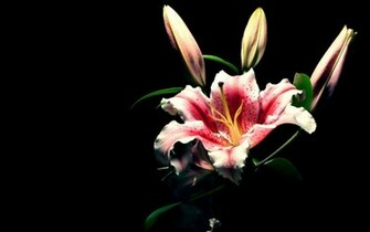 From Black Flower Wallpaper