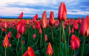 Wallpaper The Sky Clouds Flowers Blue Bright Spring Horizon