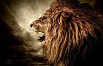 Big Cats Image Lion HD Wallpaper And Background Photos