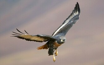 Pictures Of Birds Prey In Action