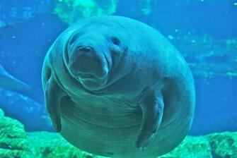 Manatee Wallpaper