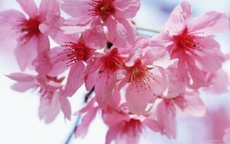 Spring Flowers Widescreen Wallpaper