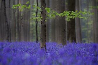 Wallpaper Forest Trees Spring Flowers Lilac Nature