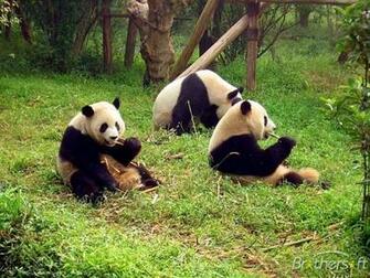 Panda Bear Screensaver