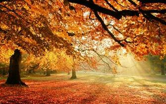 Autumn Trees Sun Light HD Wallpaper