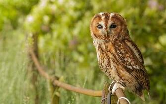 Owl Close Up Wallpaper Alternative Cute