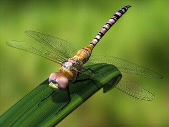 Desktop Wallpaper Gallery Windows Dragonfly