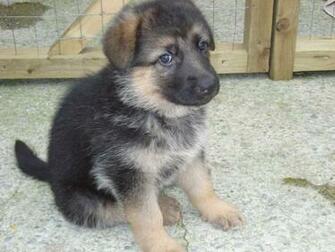 Tiaside German Shepherds Bye Babies