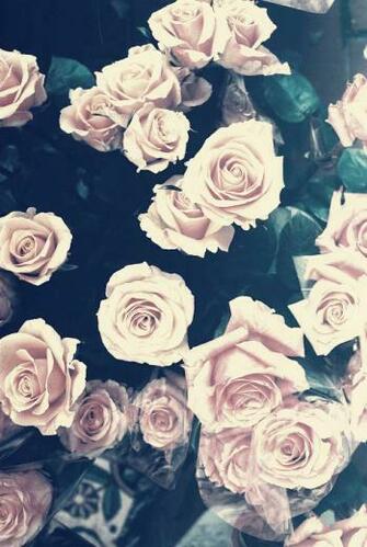 Picture Flower Flowers Pink Rose Roses Background Aimingforthemoon