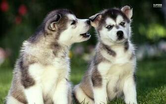 Husky Puppies Wallpaper