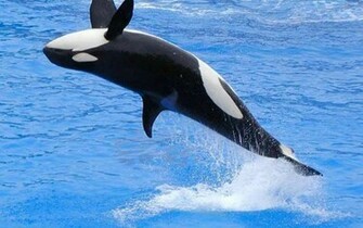 Killer Whale Wallpaper Hq Desktop Hqwalls4u