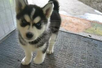 Pictures Of Baby Huskies Desktop Background