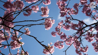 Early Spring Flower Blooms Show Climate Change Impact
