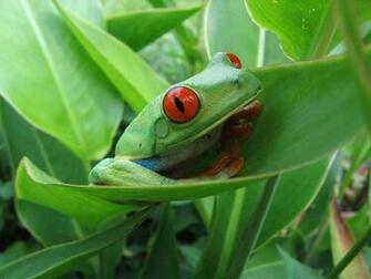 Red Eyed Tree Frog Wallpaper