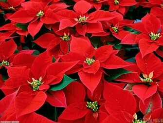 Red Poinsettia Wallpaper Open Walls