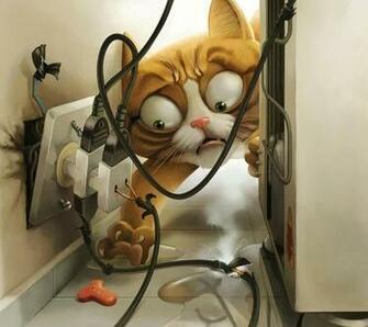 Crazy Cat Pictures Wallpaper