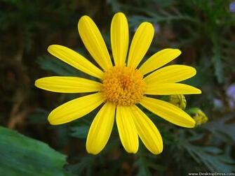 Wallpaper Flowers Gardens Background Yellow Daisy