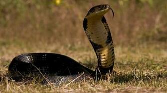 King Cobra Snake Wallpaper