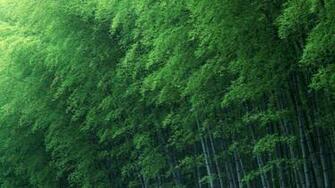 Green Bamboo Wallpaper